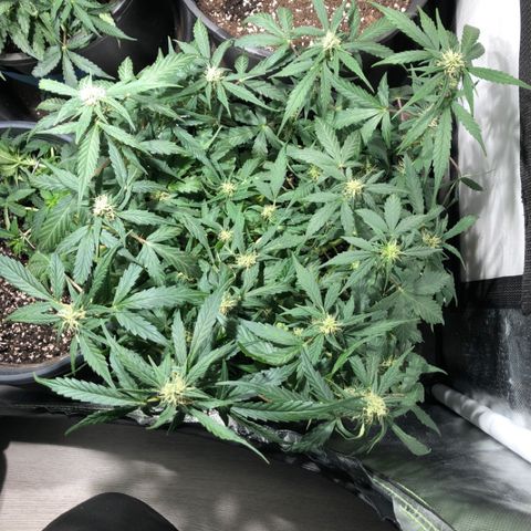 Purple Punch Auto growlog timeline photo