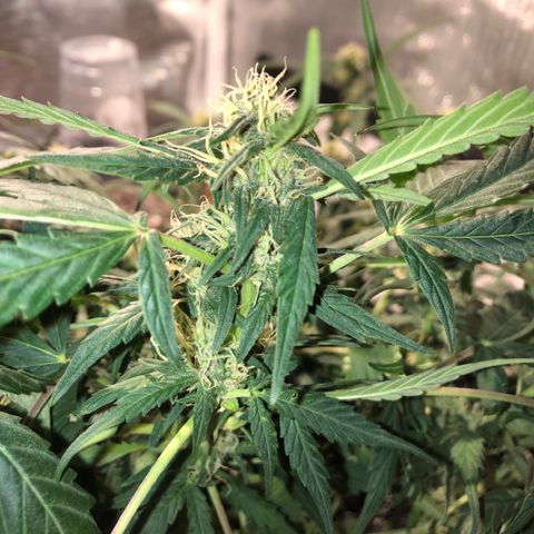 Purple Punch Auto growlog timeline photo