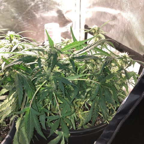 Purple Punch Auto growlog timeline photo