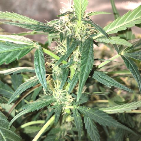 Purple Punch Auto growlog timeline photo