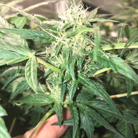 Purple Punch Auto growlog timeline photo