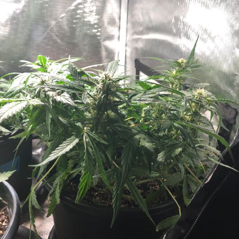 Purple Punch Auto growlog timeline photo