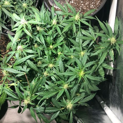 Purple Punch Auto growlog timeline photo