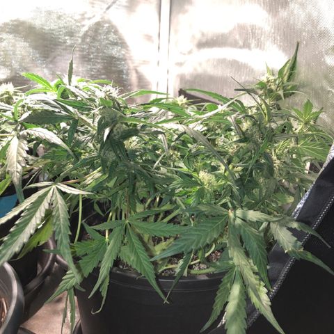 Purple Punch Auto growlog timeline photo