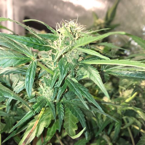 Purple Punch Auto growlog timeline photo