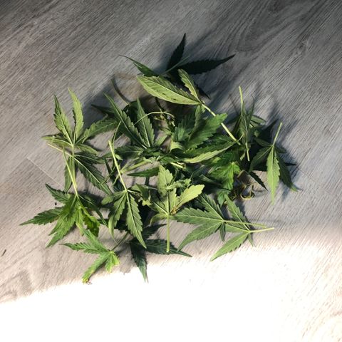 Purple Punch Auto growlog timeline photo