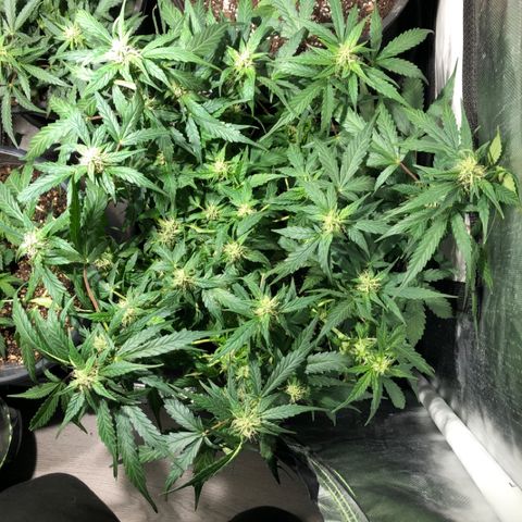Purple Punch Auto growlog timeline photo