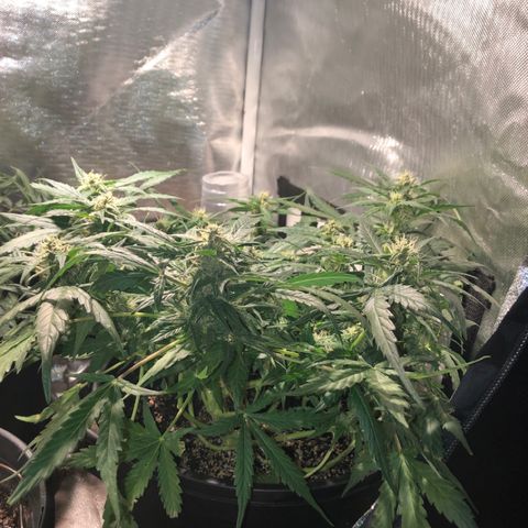 Purple Punch Auto growlog timeline photo