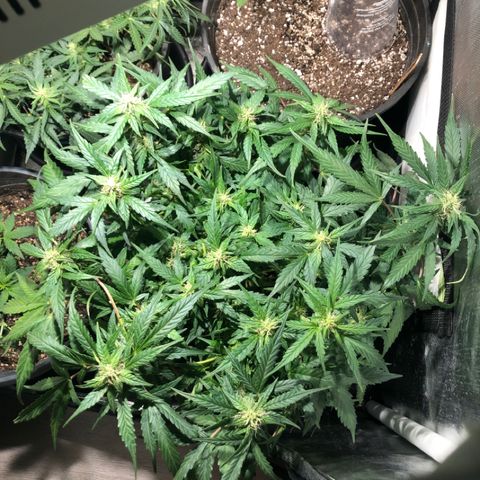 Purple Punch Auto growlog timeline photo