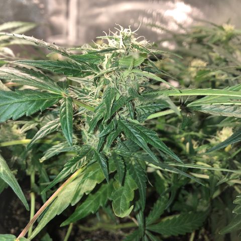 Purple Punch Auto growlog timeline photo