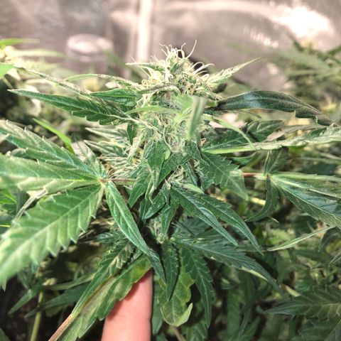 Purple Punch Auto growlog timeline photo