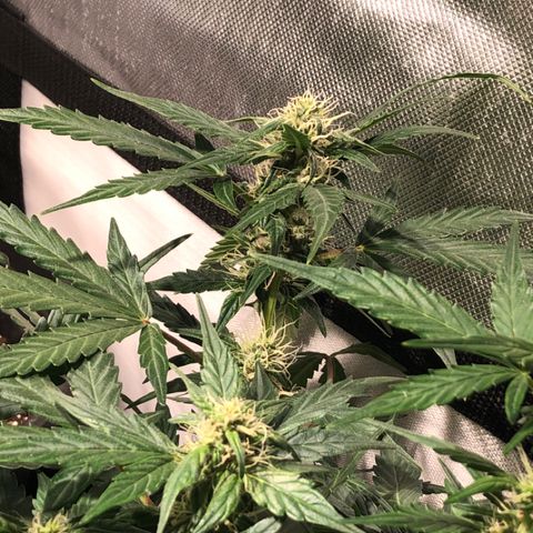 Purple Punch Auto growlog timeline photo