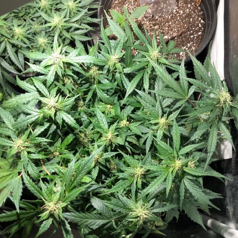 Purple Punch Auto growlog timeline photo