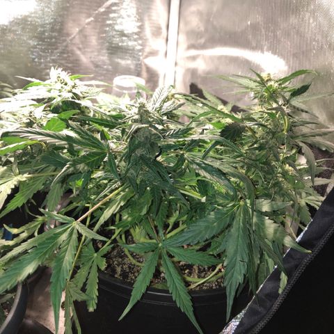 Purple Punch Auto growlog timeline photo