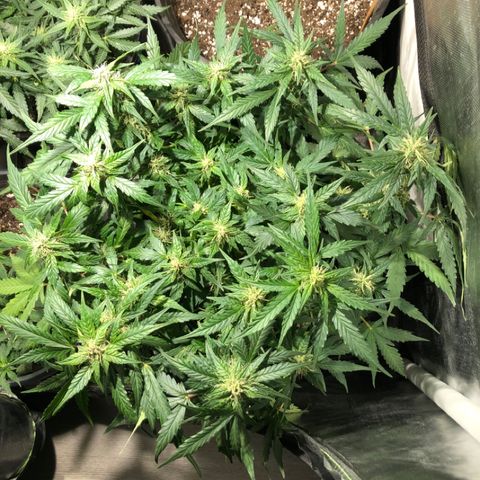 Purple Punch Auto growlog timeline photo