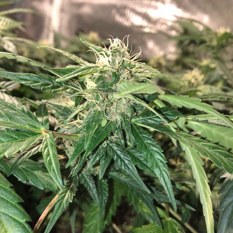 Purple Punch Auto growlog timeline photo