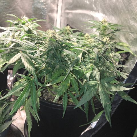 Purple Punch Auto growlog timeline photo