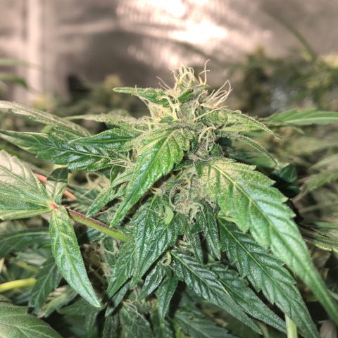 Purple Punch Auto growlog timeline photo