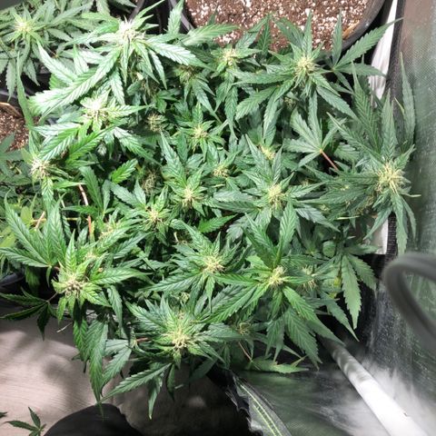 Purple Punch Auto growlog timeline photo