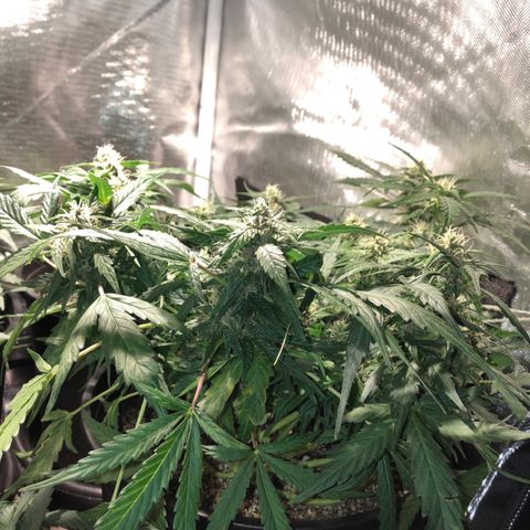 Purple Punch Auto growlog timeline photo