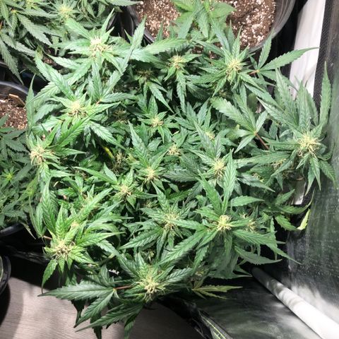 Purple Punch Auto growlog timeline photo