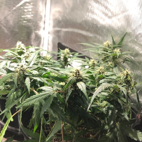 Purple Punch Auto growlog timeline photo