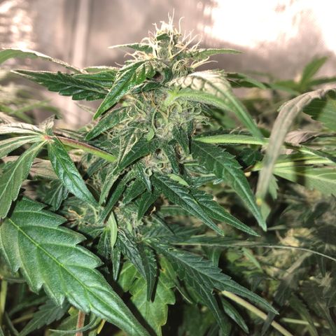 Purple Punch Auto growlog timeline photo