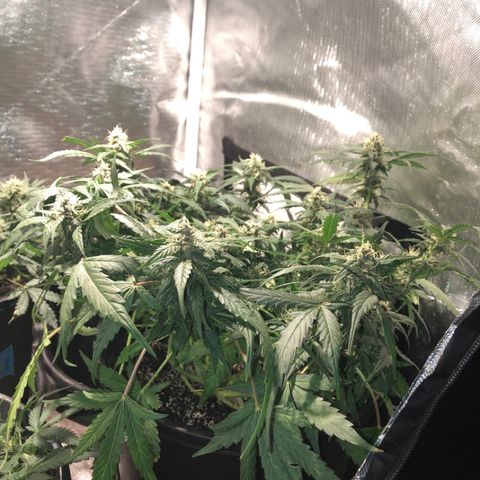 Purple Punch Auto growlog timeline photo