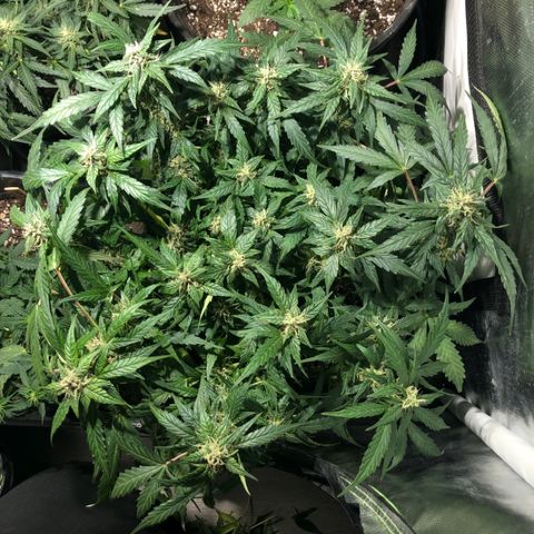 Purple Punch Auto growlog timeline photo