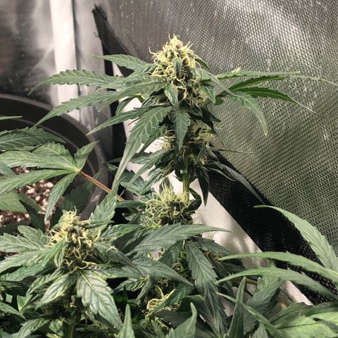 Purple Punch Auto growlog timeline photo