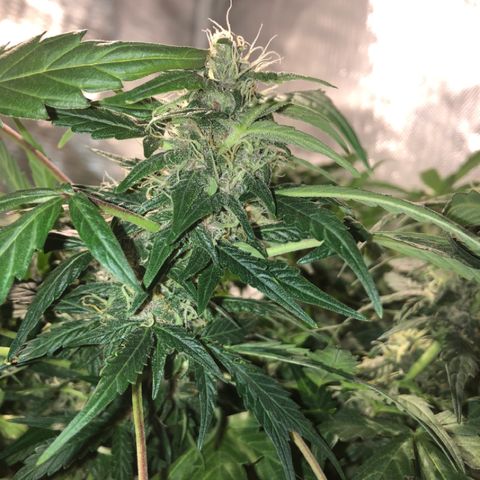 Purple Punch Auto growlog timeline photo