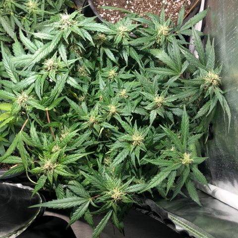 Purple Punch Auto growlog timeline photo
