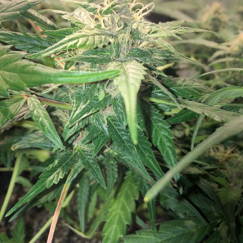 Purple Punch Auto growlog timeline photo