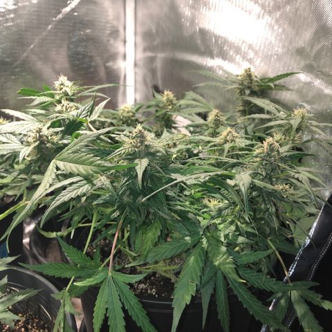 Purple Punch Auto growlog timeline photo