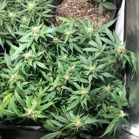 Purple Punch Auto growlog timeline photo