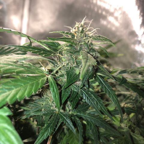 Purple Punch Auto growlog timeline photo