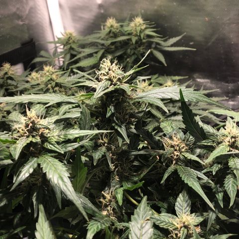 Purple Punch Auto growlog timeline photo