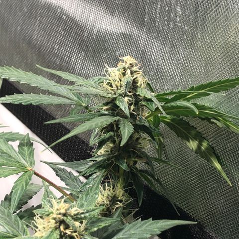 Purple Punch Auto growlog timeline photo
