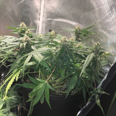 Purple Punch Auto growlog timeline photo