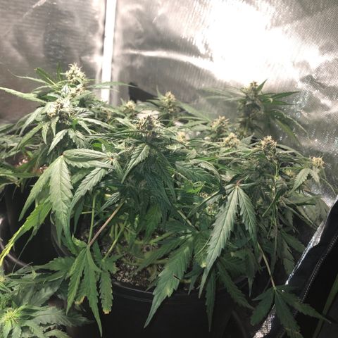 Purple Punch Auto growlog timeline photo