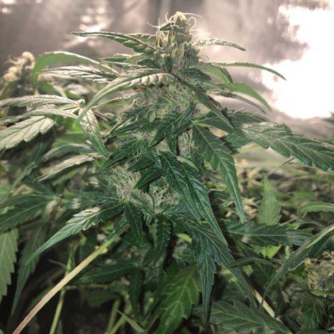 Purple Punch Auto growlog timeline photo