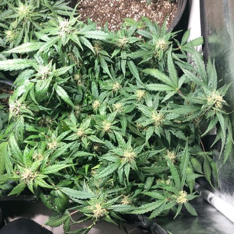 Purple Punch Auto growlog timeline photo