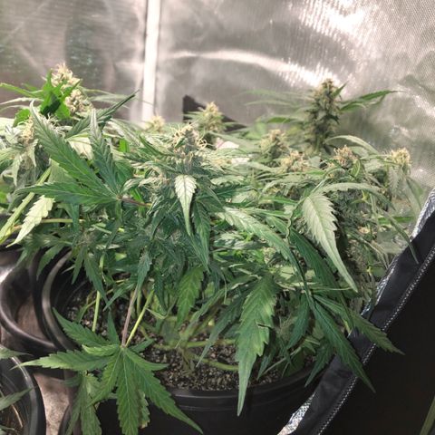 Purple Punch Auto growlog timeline photo