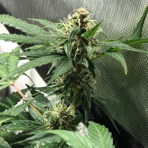 Purple Punch Auto growlog timeline photo