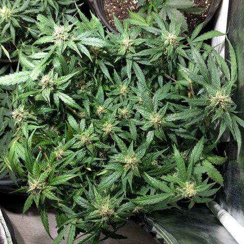 Purple Punch Auto growlog timeline photo
