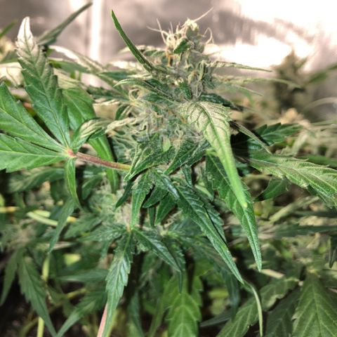 Purple Punch Auto growlog timeline photo