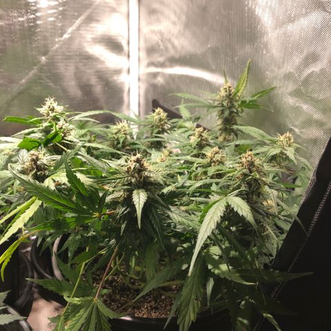 Purple Punch Auto growlog timeline photo