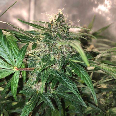 Purple Punch Auto growlog timeline photo