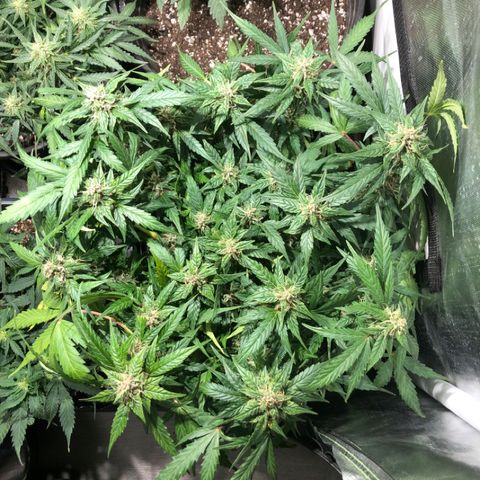 Purple Punch Auto growlog timeline photo