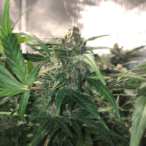 Purple Punch Auto growlog timeline photo